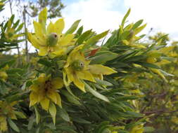 Imagem de Leucadendron floridum R. Br.