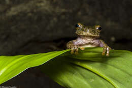 Image of Ptychohyla euthysanota (Kellogg 1928)