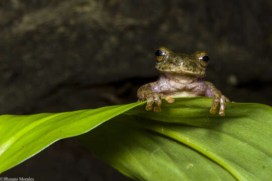 صورة Ptychohyla euthysanota (Kellogg 1928)