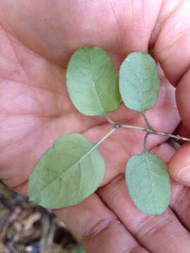 Image of Coprosma rotundifolia A. Cunn.