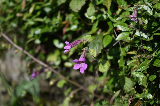 Image of Rehmannia chingii Li