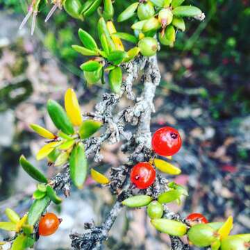 Image of Coprosma nitida Hook. fil.