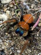 Image of Phidippus nikites Chamberlin & Ivie 1935