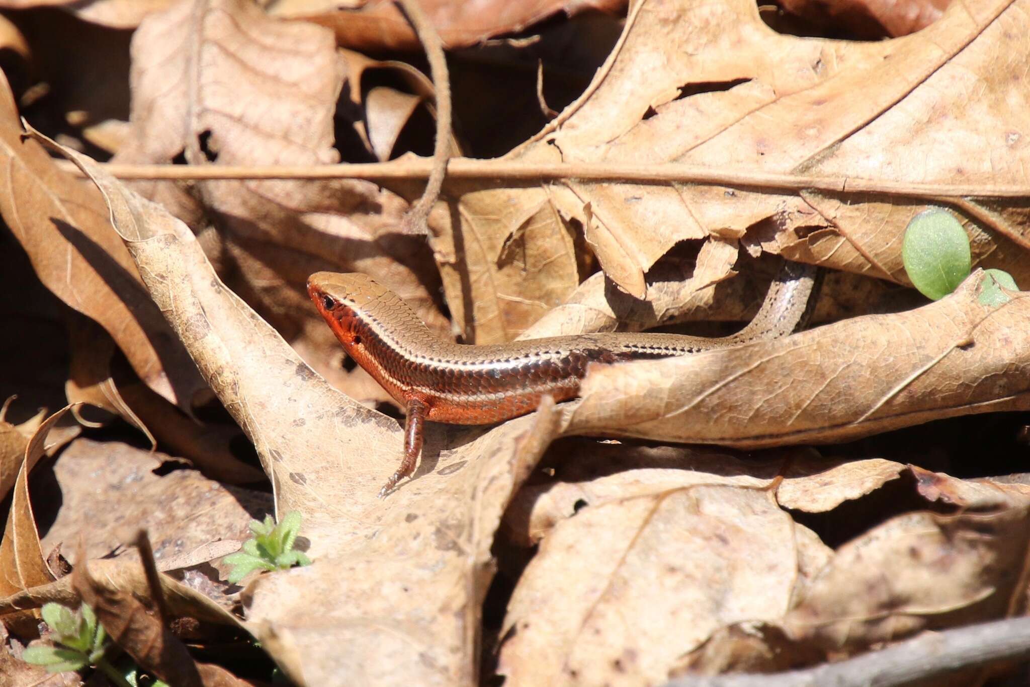 Image of Plestiodon anthracinus anthracinus (Baird 1849)