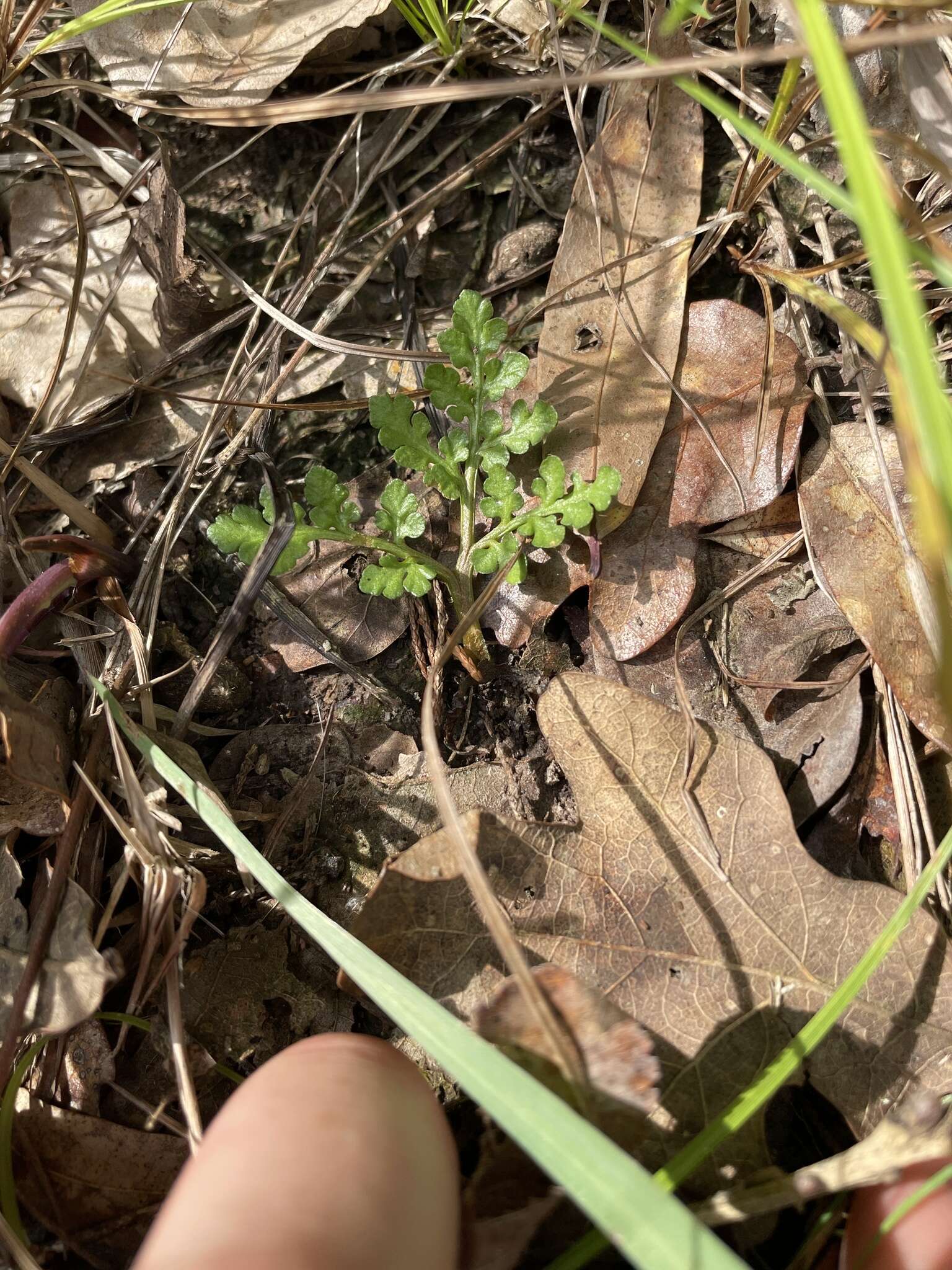 Imagem de Sceptridium lunarioides (Michx.) Holub