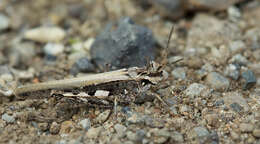 Acrotylus insubricus (Scopoli 1786)的圖片