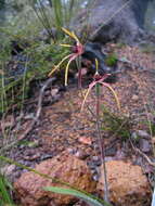 Image of Reaching spider orchid