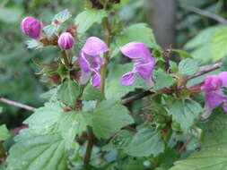 Image of spotted dead-nettle