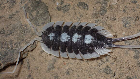 Image of Porcellio succinctus Budde-Lund 1885