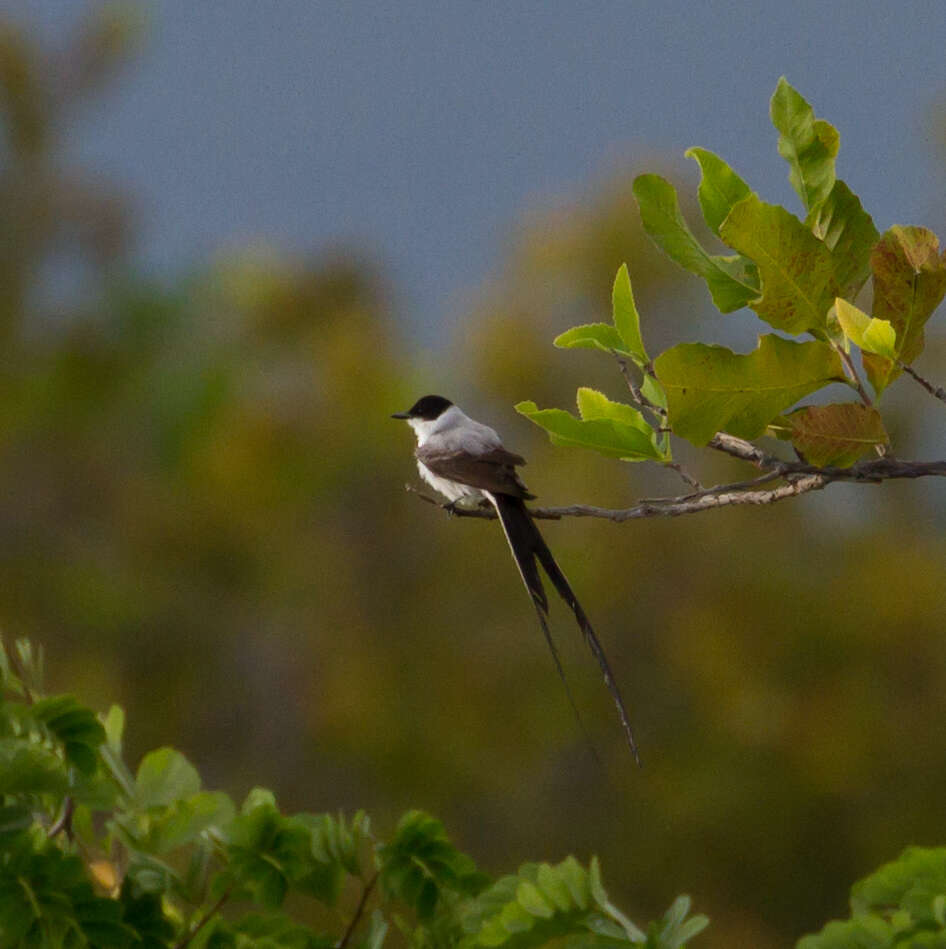 Image of Fork-tailed Flycatcher