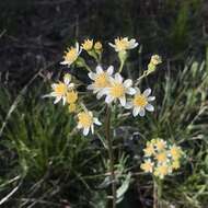 Image of paleyellow ragwort