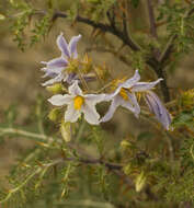 Image of sticky nightshade