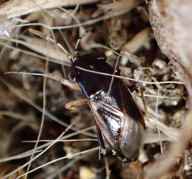 Image of <i>Geocoris uliginosus</i>