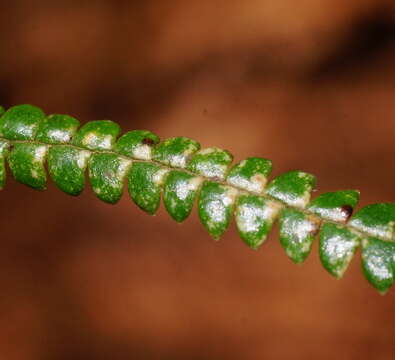 Image of Gleichenia microphylla R. Br.