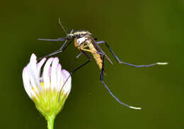 Image of Psorophora longipalpus Randolph & O'Neill 1944