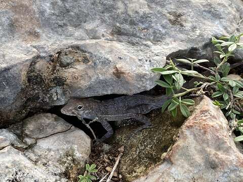 Image of Cook's Anole