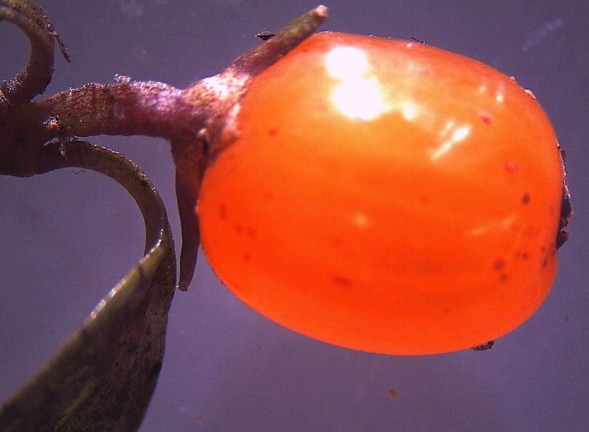 Image of Coprosma colensoi Hook. fil.
