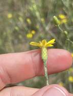 Image de <i>Pityopsis <i>graminifolia</i></i> var. graminifolia