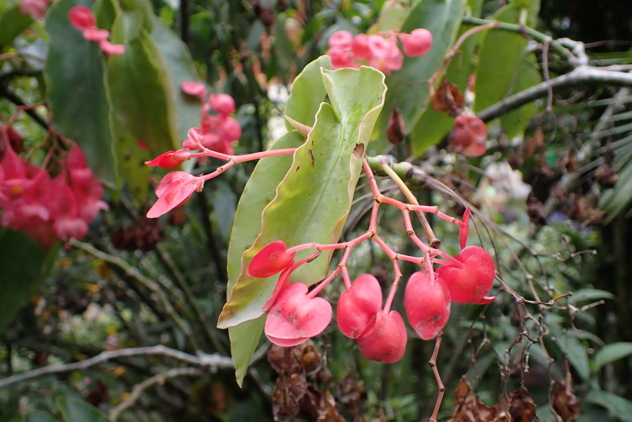 Image of scarlet begonia