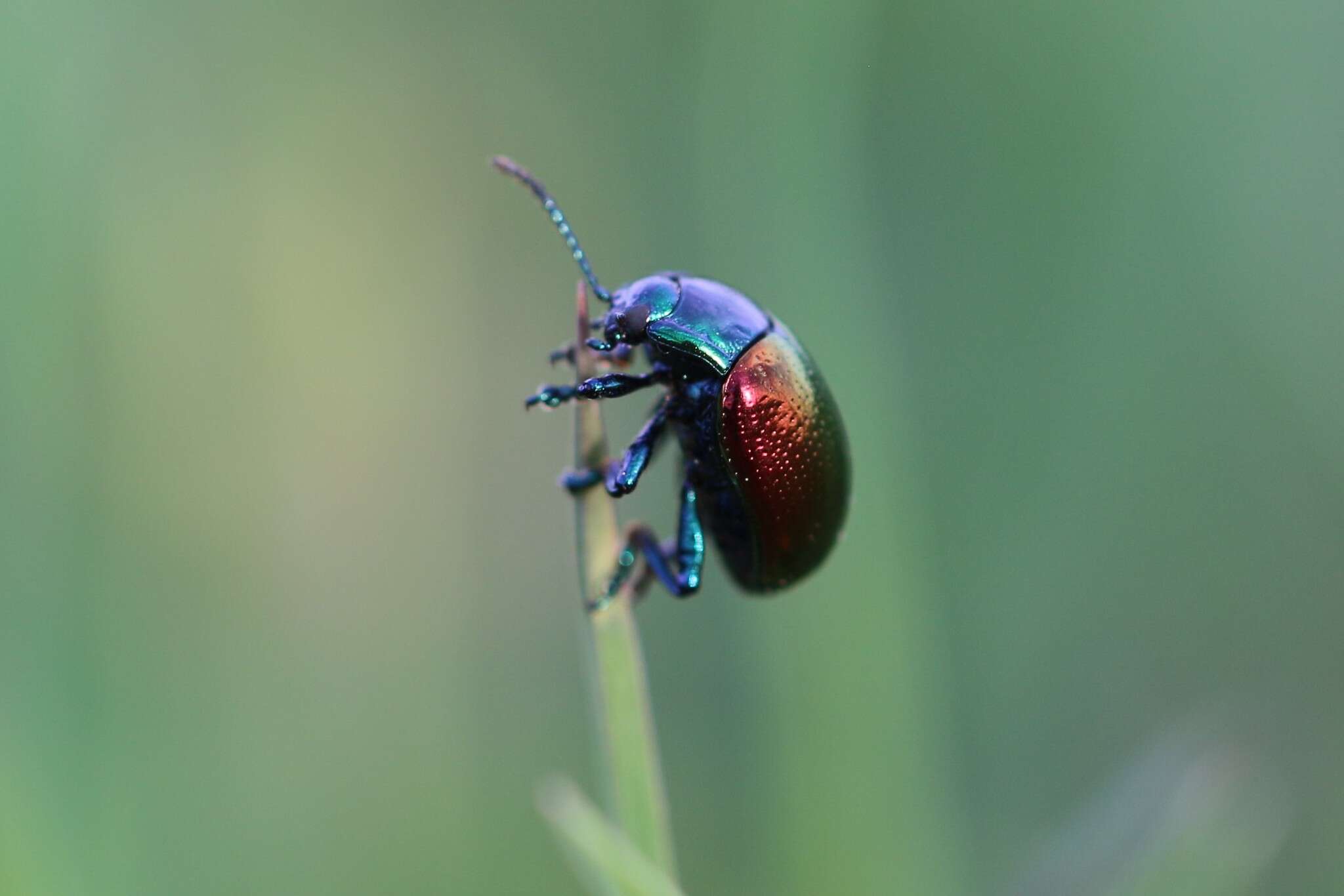 Plancia ëd Chrysolina (Allhypericia) auripennis (Say 1824)