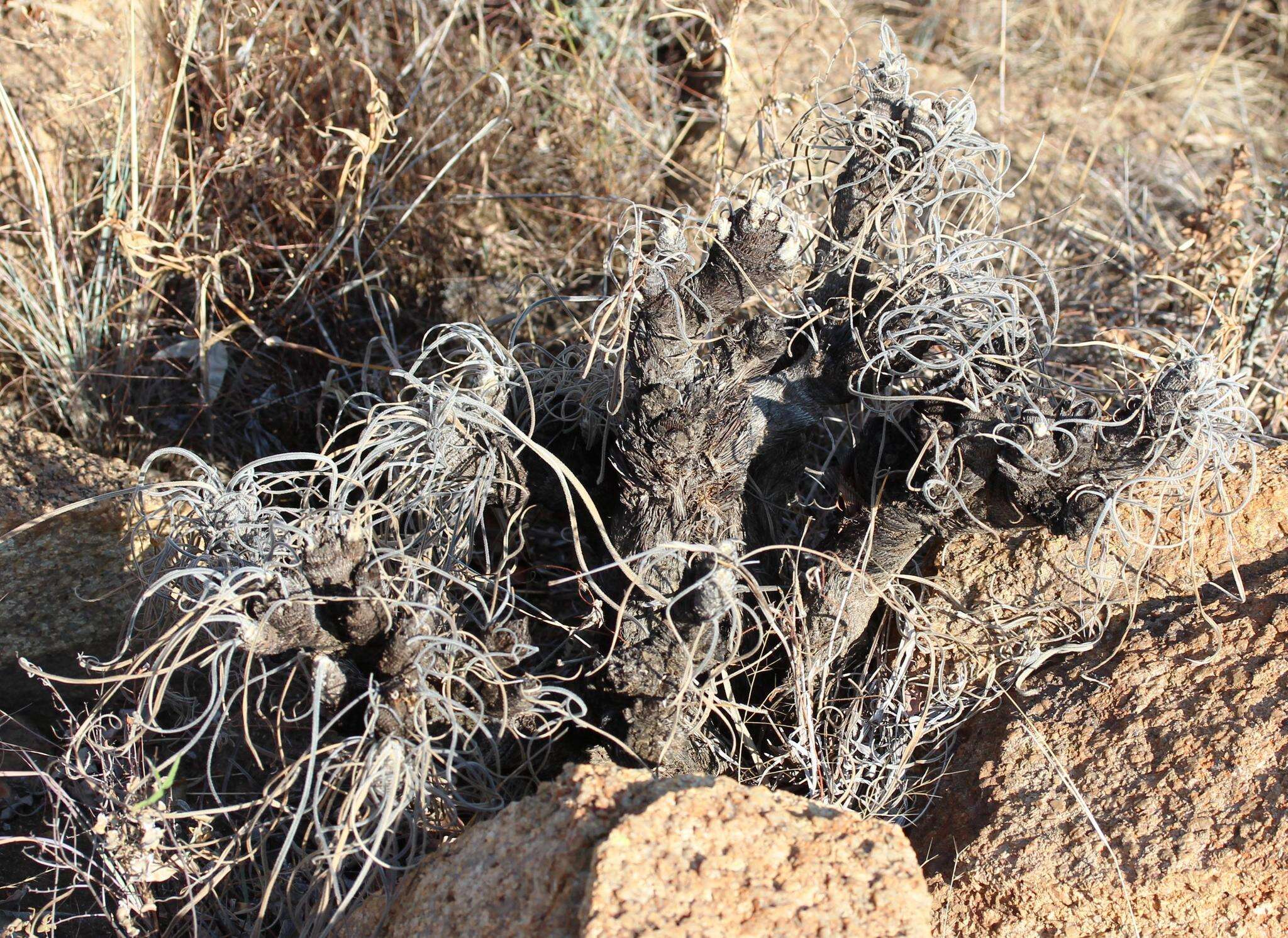 Image of Hairy fibrestem