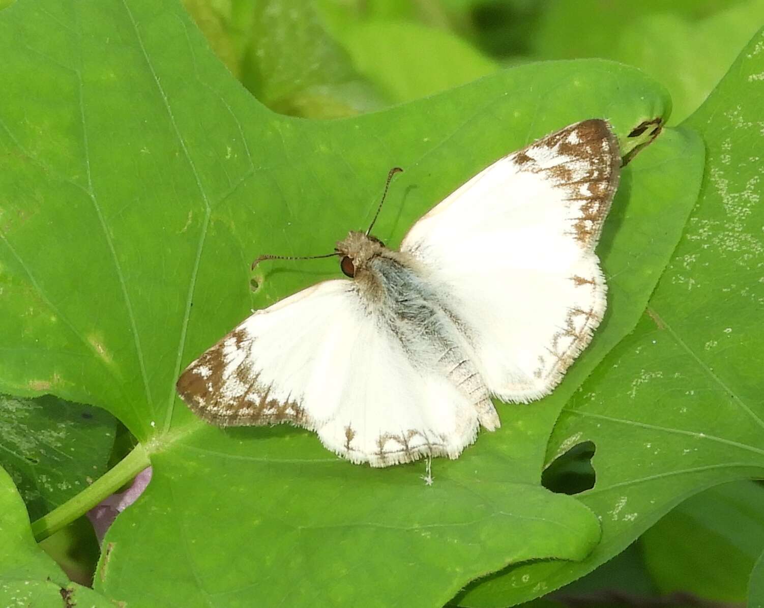 Imagem de Heliopetes laviana laviana