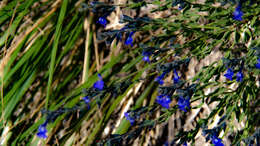 Imagem de Salvia lycioides A. Gray