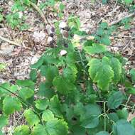 Imagem de Actaea rubra subsp. rubra