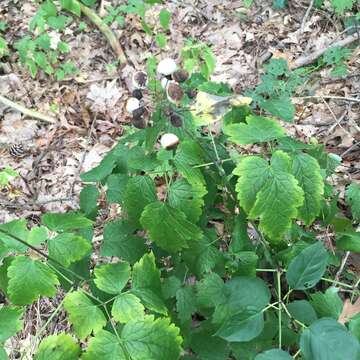 Imagem de Actaea rubra subsp. rubra