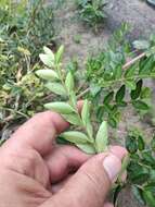 Image of box-leaf honeysuckle