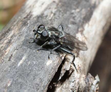 صورة Chalcosyrphus metallifer (Bigot 1884)