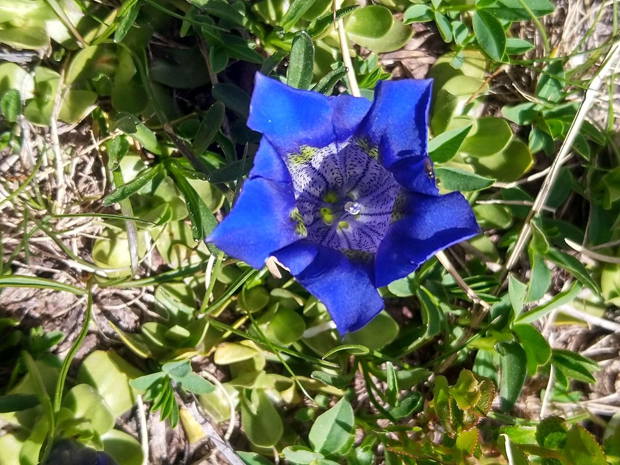 Image of Gentiana alpina Vill.