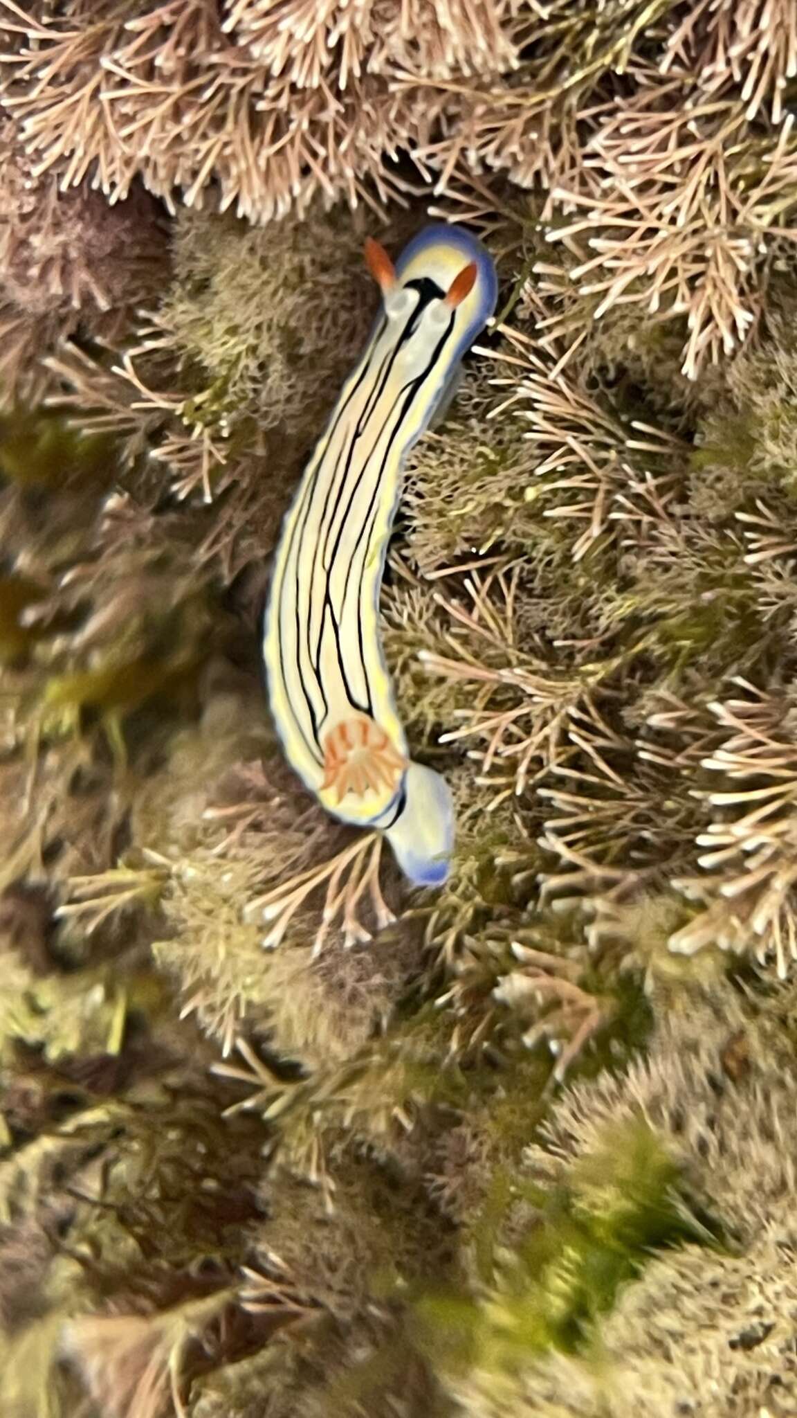 Image de Hypselodoris maritima (Baba 1949)