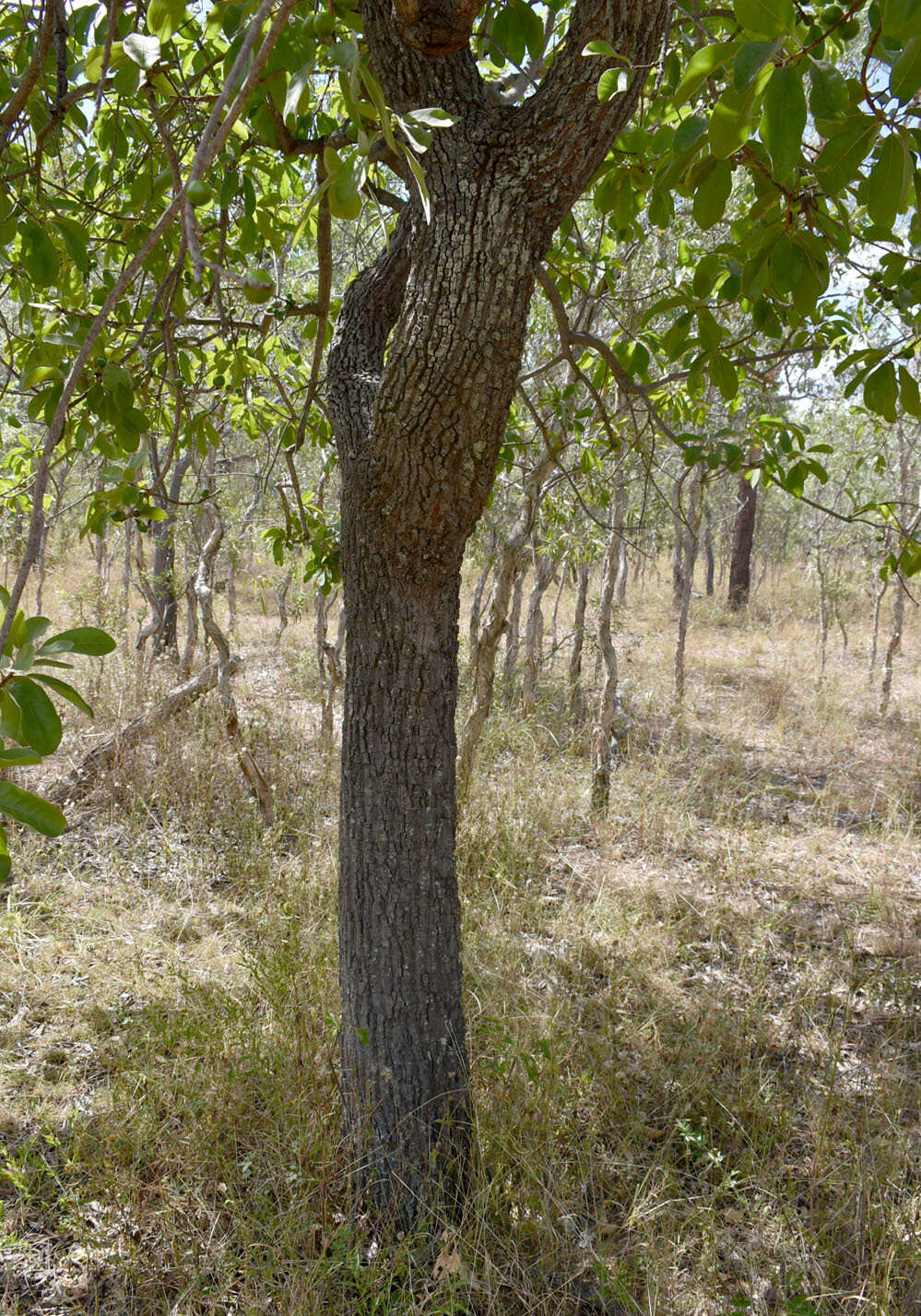 Image of Planchonella pohlmaniana (F. Muell.) Pierre ex Dubard