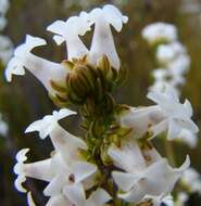 Image of Erica denticulata var. denticulata