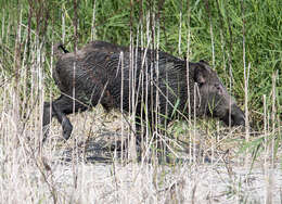 Image of Sus scrofa libycus Gray 1868