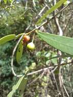 Myrceugenia glaucescens (Cambess.) D. Legrand & Kausel resmi