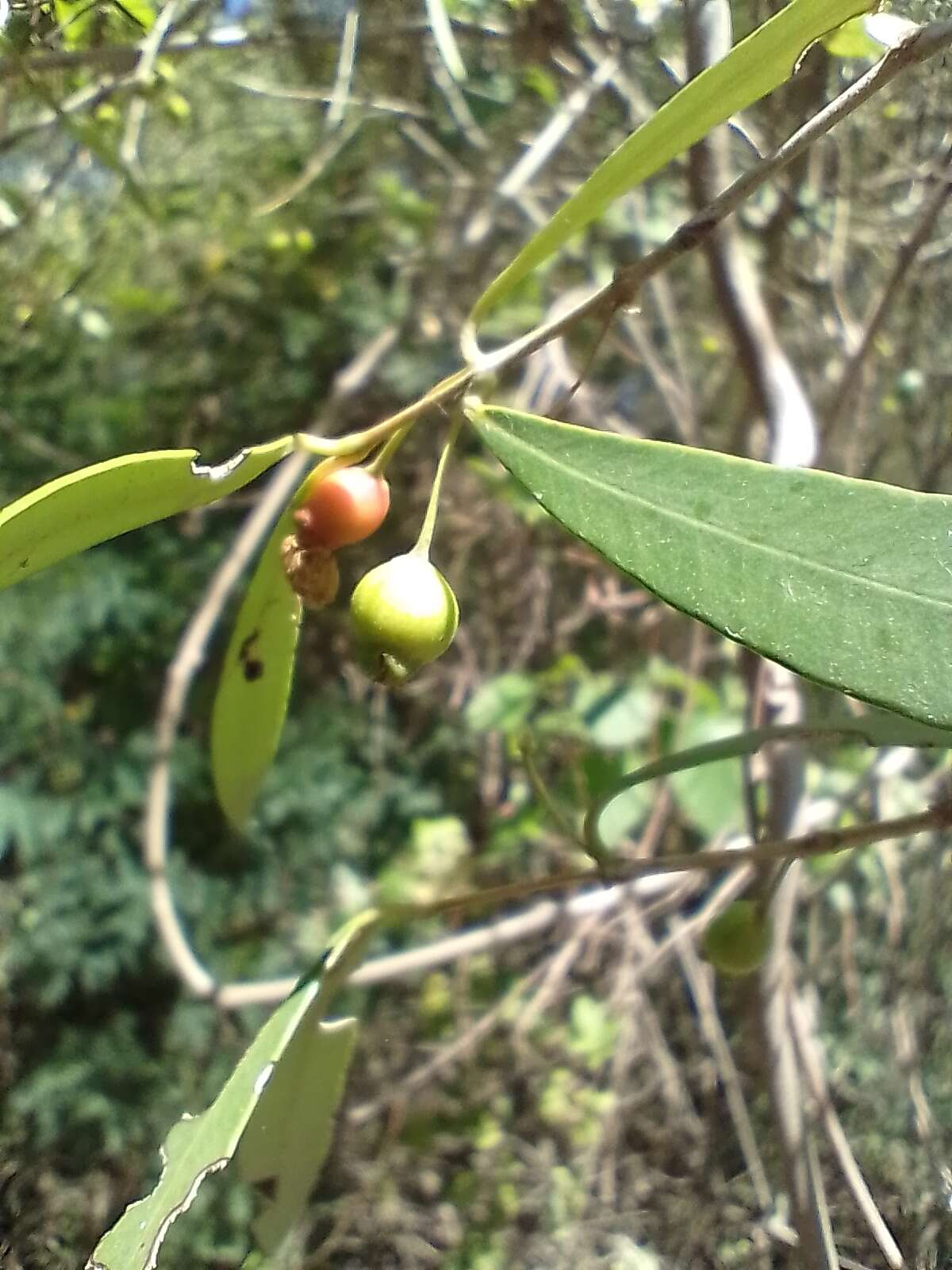 Myrceugenia glaucescens (Cambess.) D. Legrand & Kausel resmi