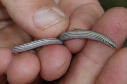 Image of Common Burrowing Skink