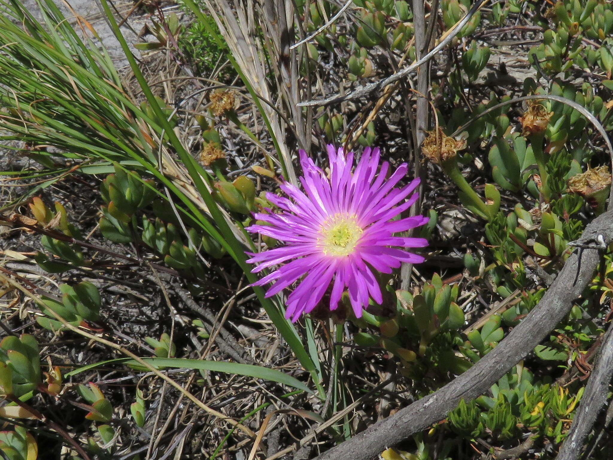 Imagem de Lampranthus falciformis var. falciformis