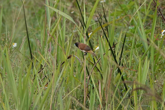 Image of Black-breasted Mannikin