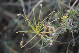 Image of Stylidium scandens R. Br.