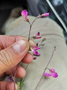 Image of Lessertia rigida E. Mey.