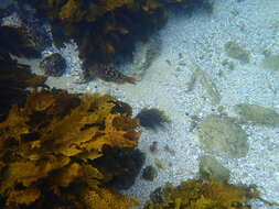 Image of Crimson banded wrasse