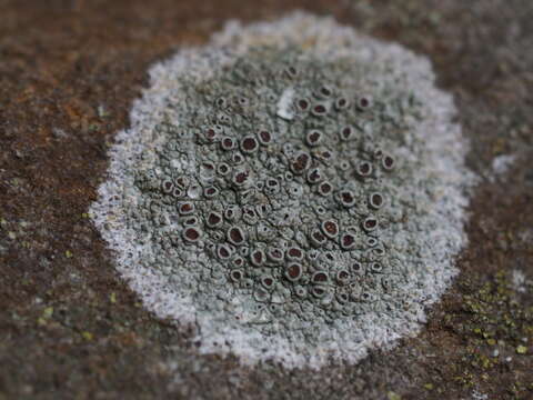 Image of rim lichen