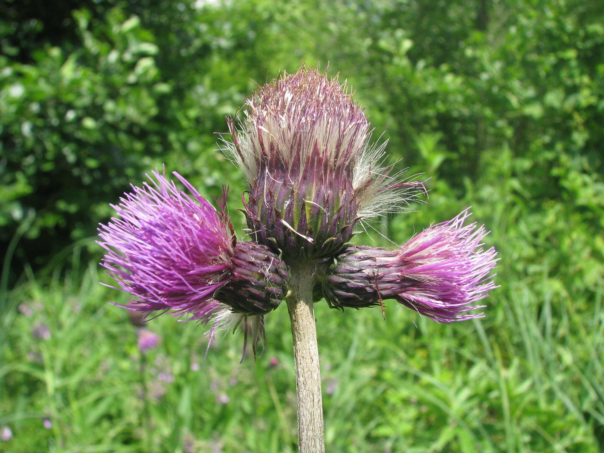 Image of Brook Thistle