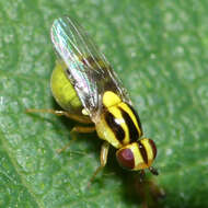 Image of Chloropid fly