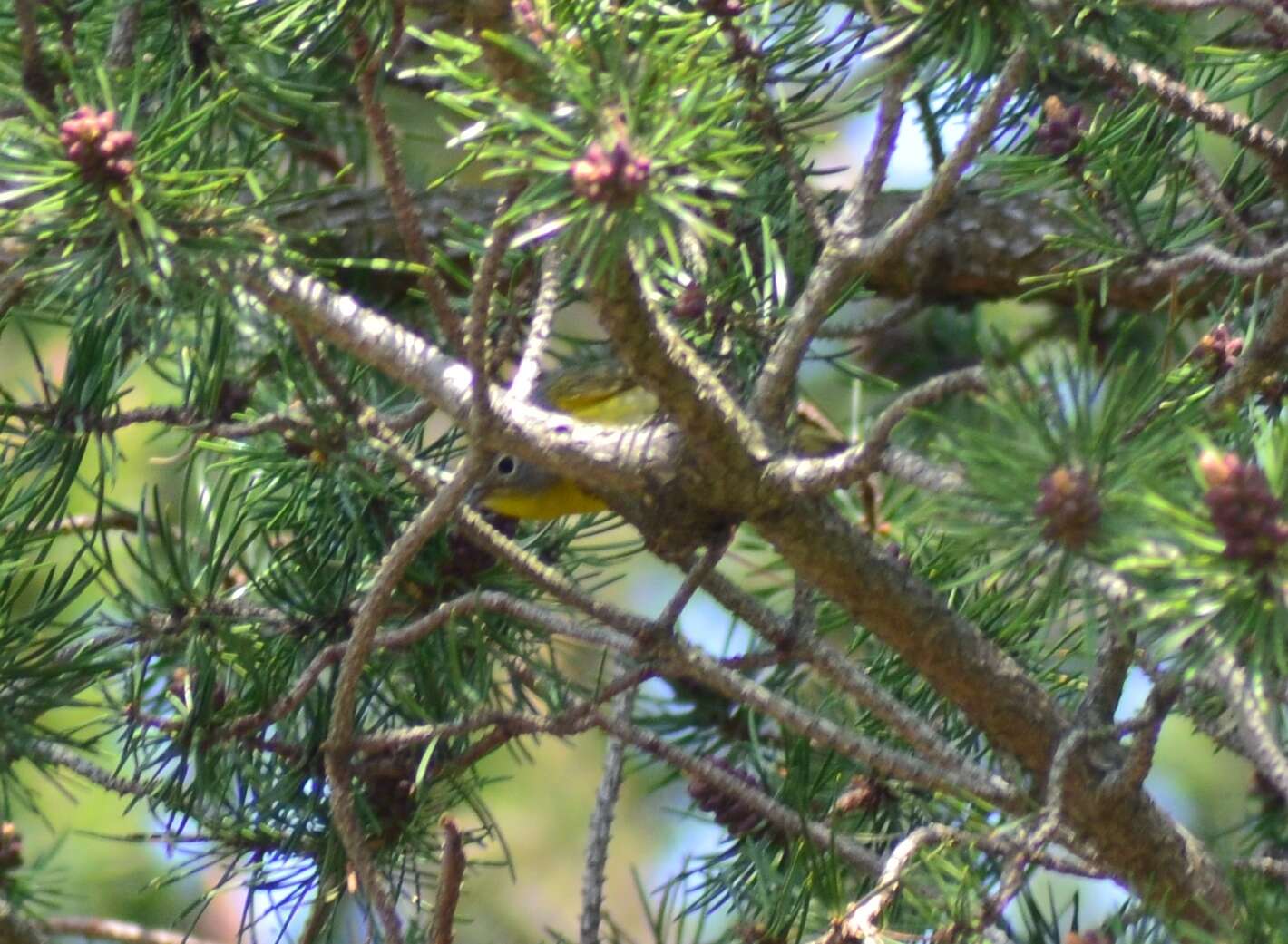 Leiothlypis ruficapilla ruficapilla (Wilson & A 1811) resmi