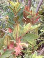 Image of Columnea schiedeana Schltdl.