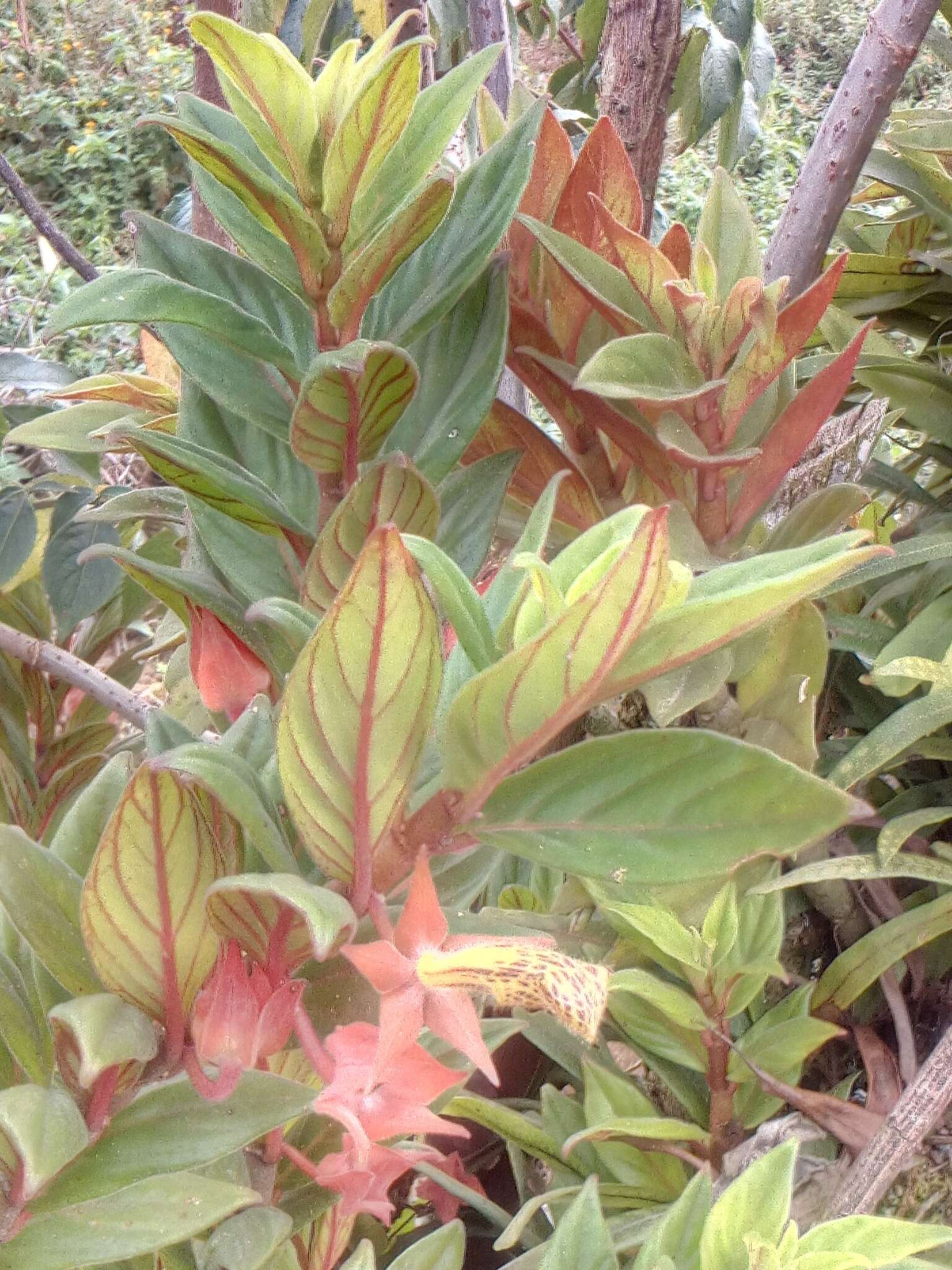 Image of Columnea schiedeana Schltdl.